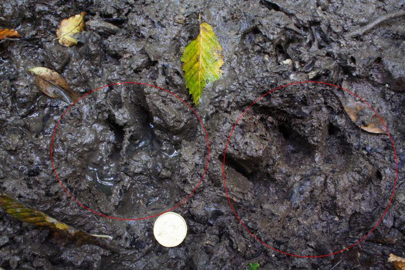 Impronte e scheletro da identificare ( lupo ?? )